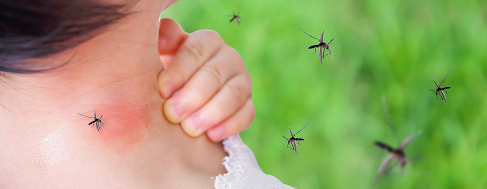 Crecen los casos de dengue en la provincia 